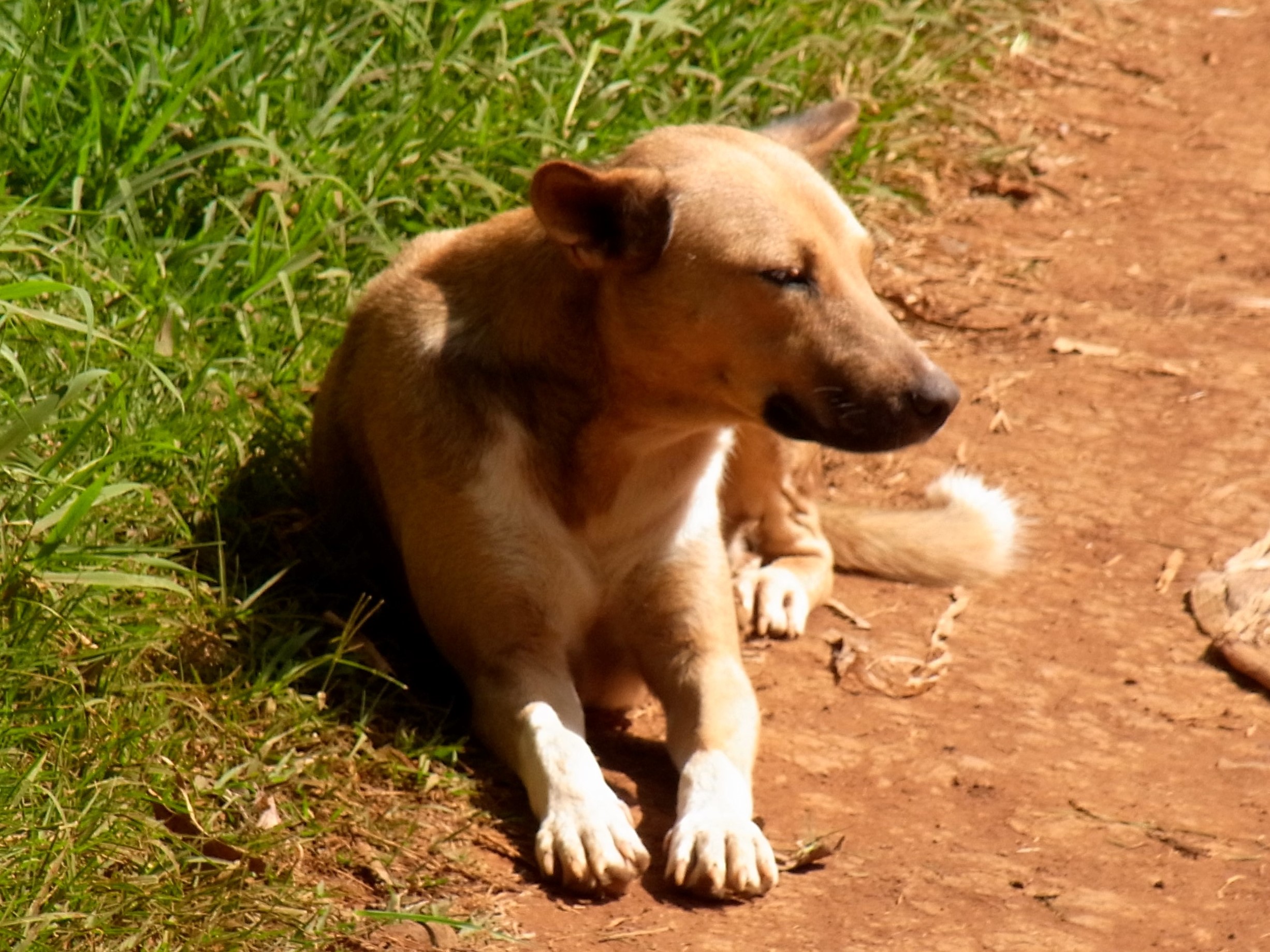 タンザニアのイヌ2