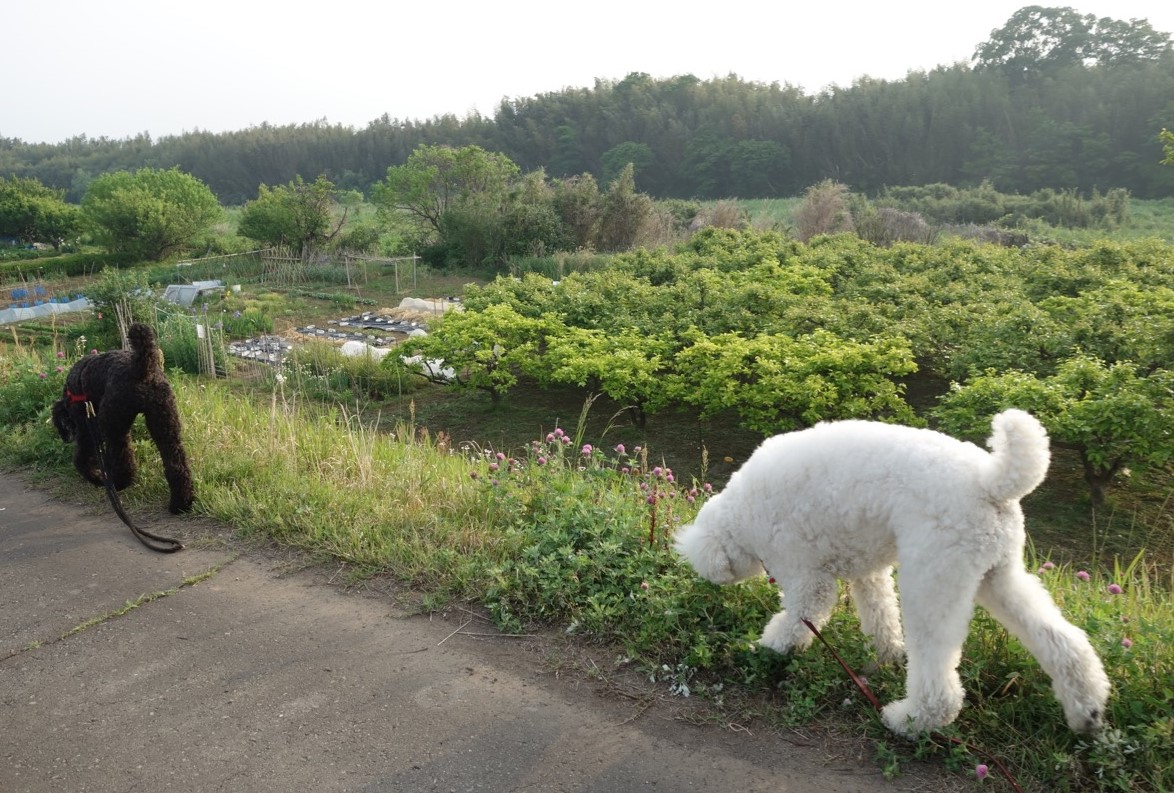 イヌは世界をどう認識しているのか その２ 進化生物学者がイヌと暮らして学んだこと せかいしそう