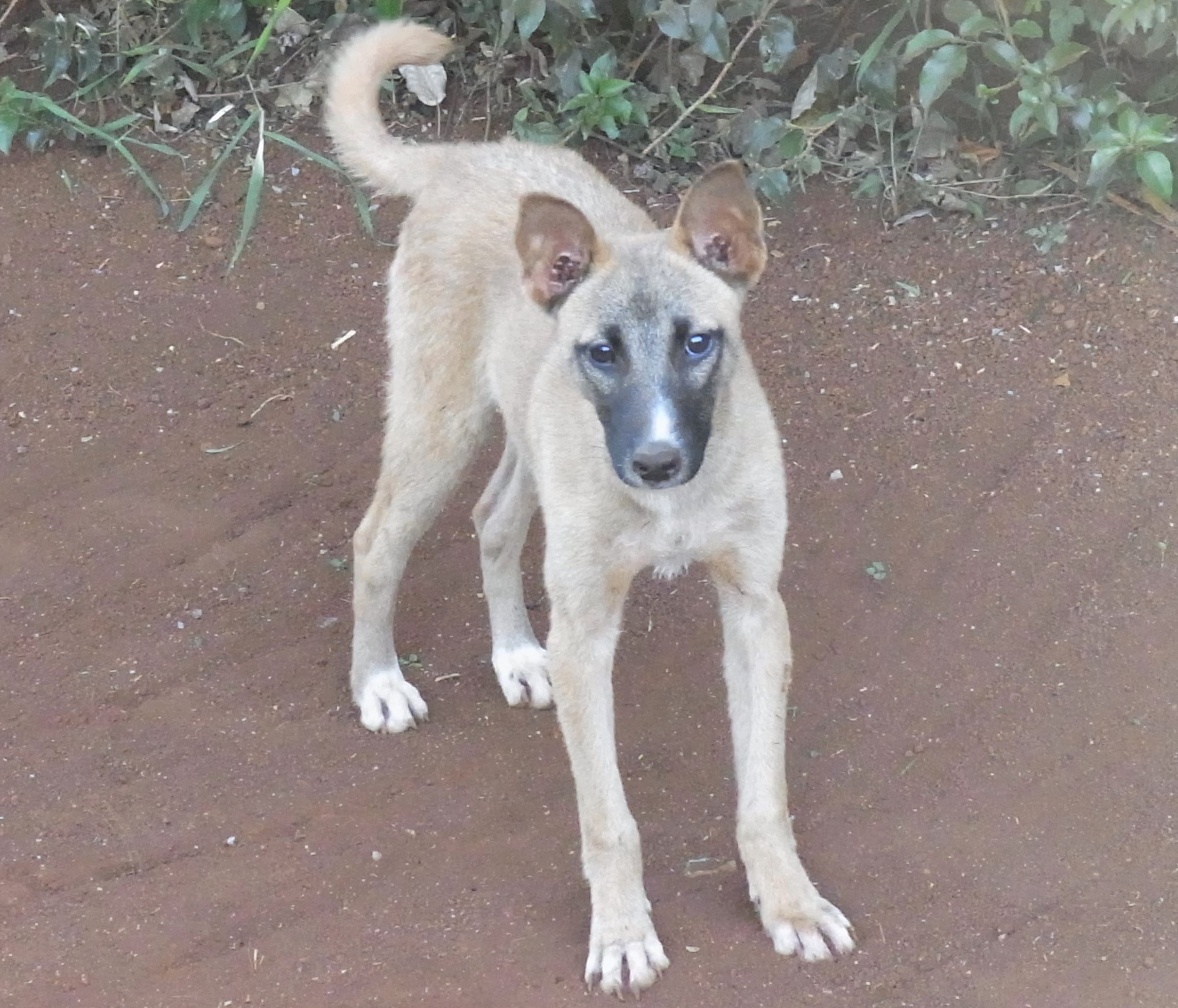 タンザニアのイヌ1
