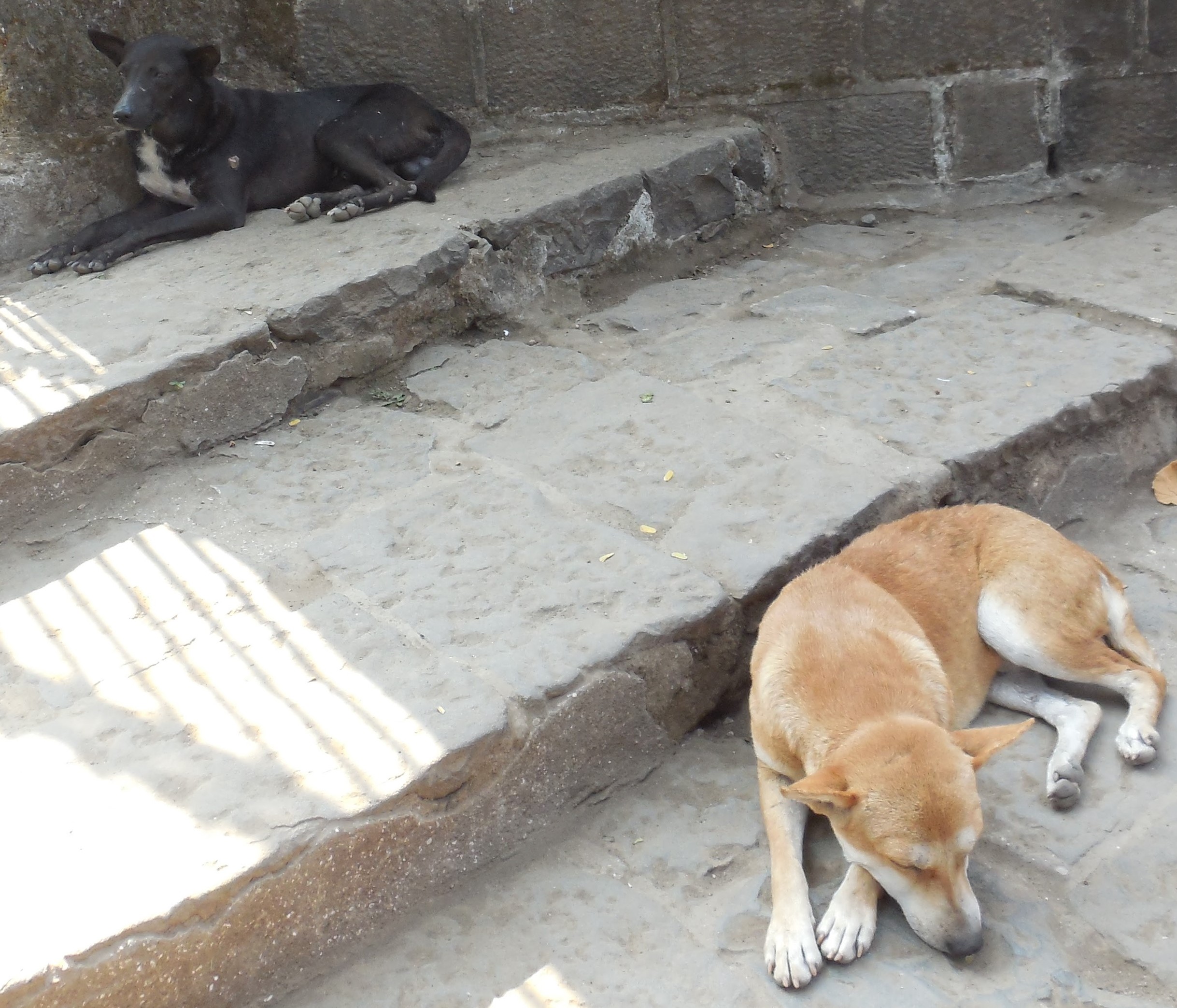 インド、エレファンタ島のイヌ